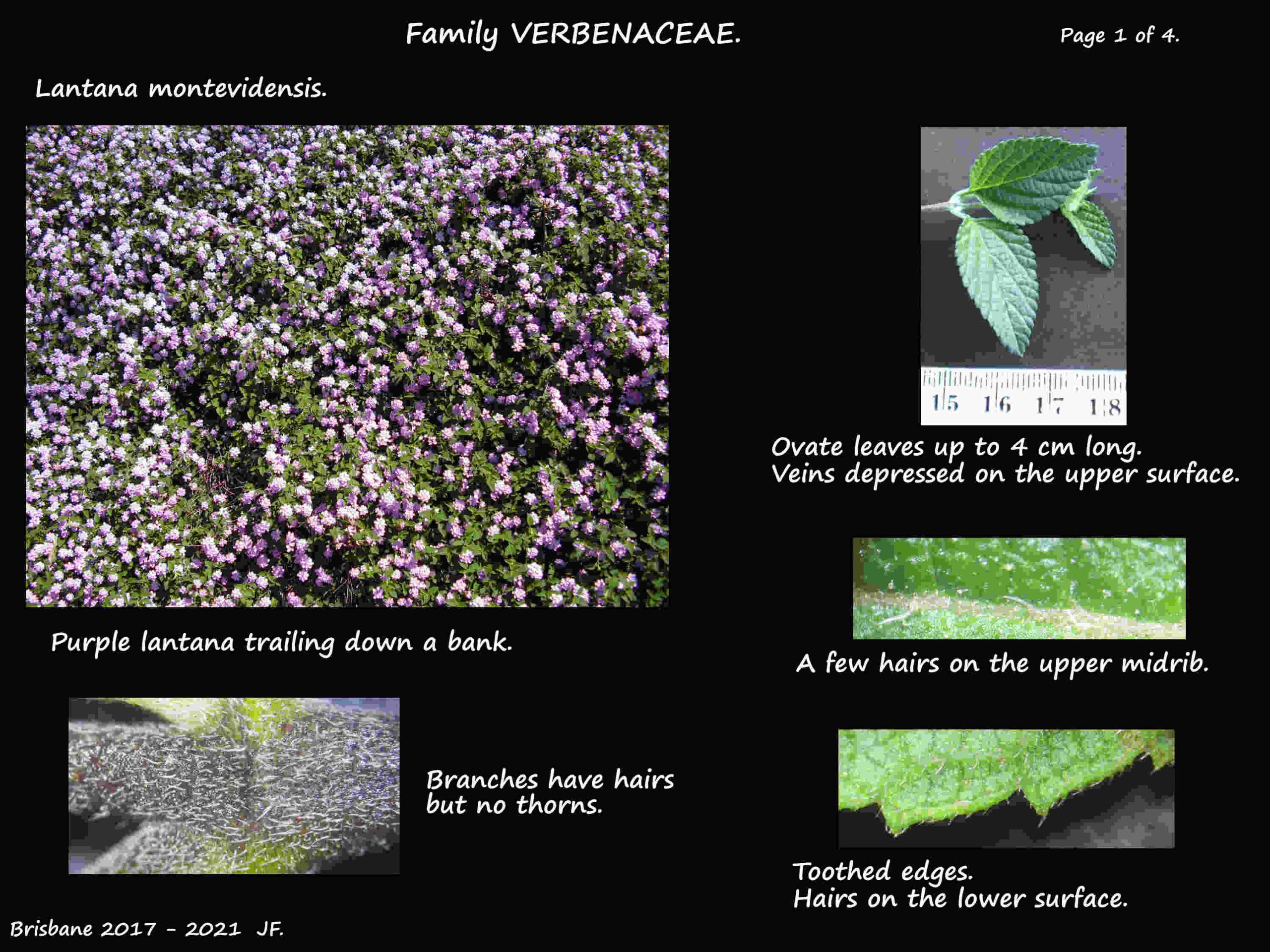1 Lantana montevidensis plant & leaves